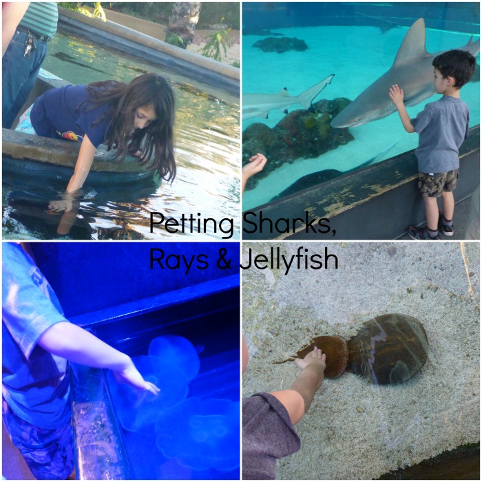 Aquarium of the Pacific - Hands On Sharks, Stingrays and Jellyfish