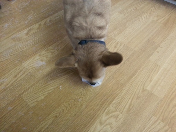 Dog licking stuff off the floor
