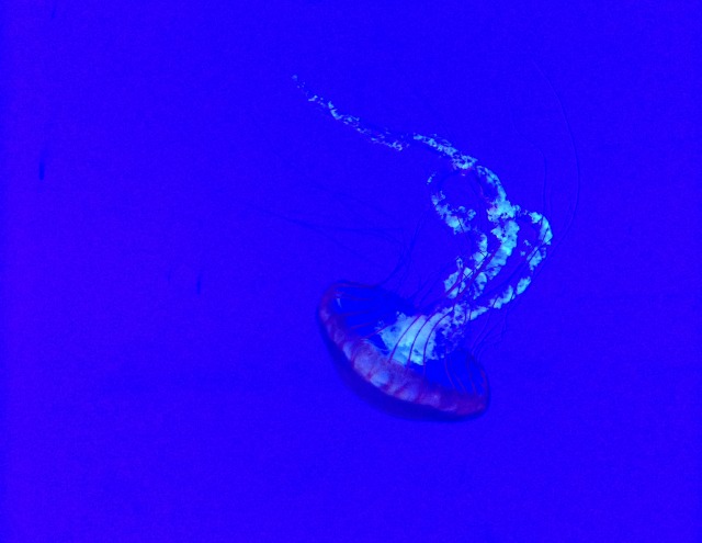 Ripley's Aquarium of Canada Jellyfish