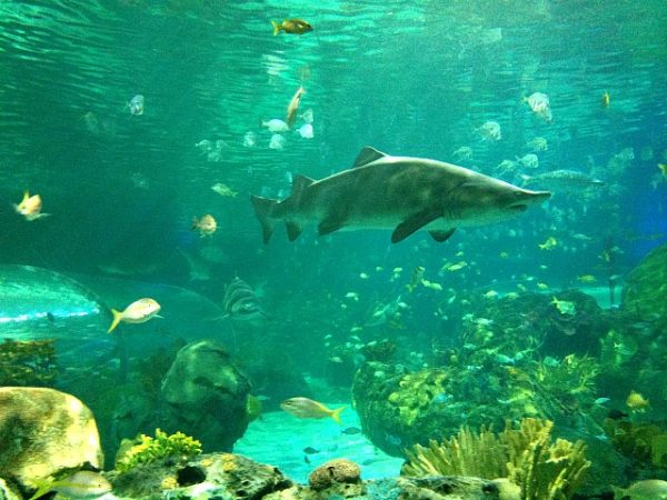 Ripley's Aquarium of Canada Shark