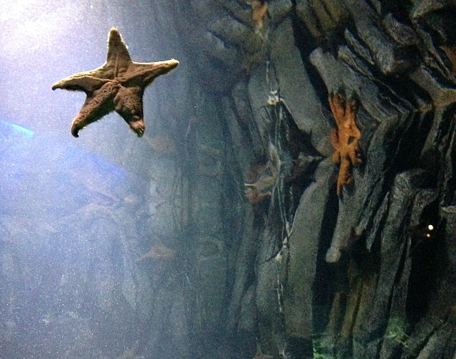 Ripley's Aquarium of Canada Starfish