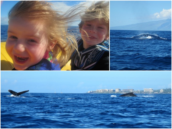 Excursion d'observation des baleines avec le programme Ambassadeurs de l'environnement