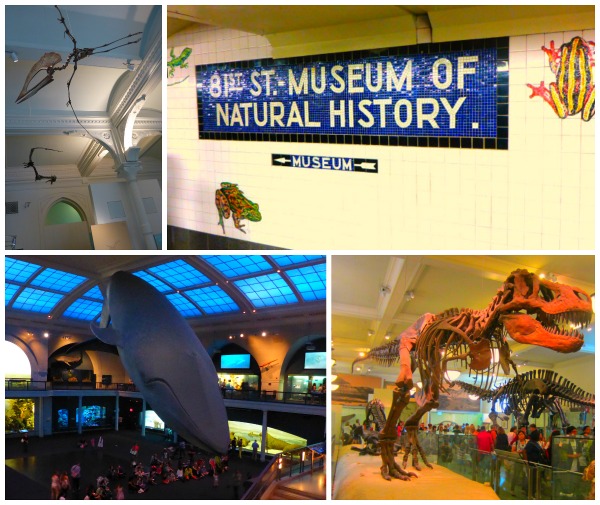 American Museum of Natural History