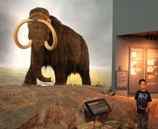 Wolliges Mammut im Royal BC Museum