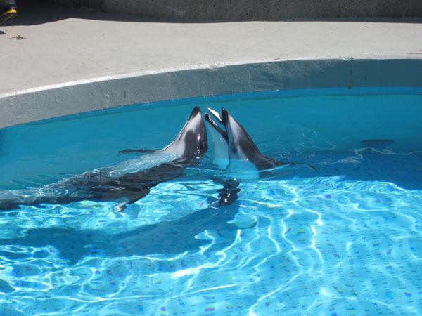 Delfines del Acuario de Vancouver Helen y Hannah