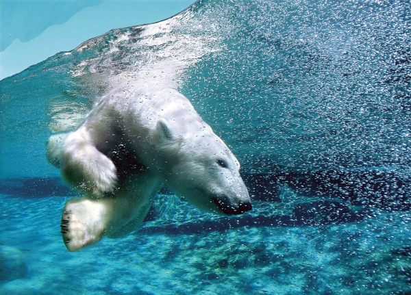 Cidade de Quebec amiga do urso polar para crianças