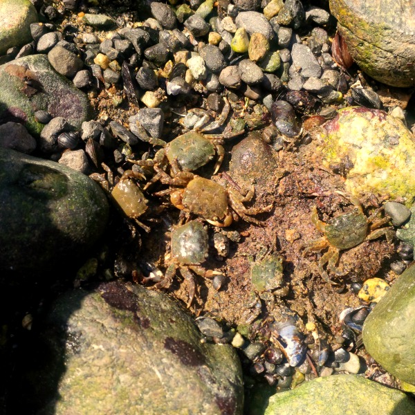 Aventuras urbanas Pesca de cangrejos en la costa oeste