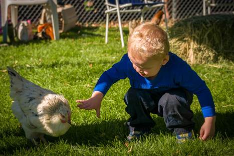 petting zoo festival de la uva