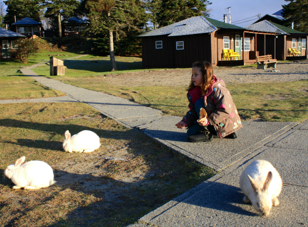 Winter Magic at Nova Scotia's White Point Beach Resort- feeding bunnies