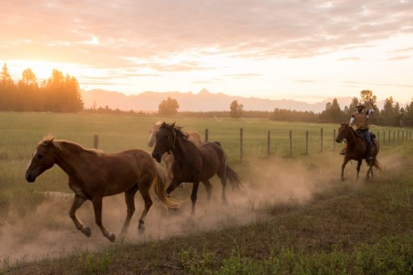 A ranch hand at Three Bars Ranch wrangles horses near Cranbrook BC.