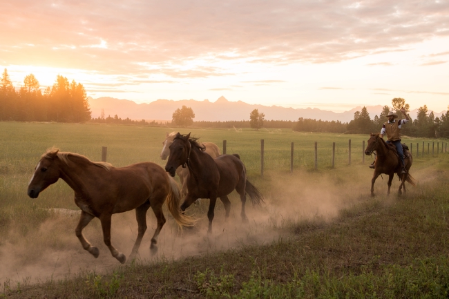 Un employé du ranch du Three Bars Ranch se dispute des chevaux près de Cranbrook, en Colombie-Britannique.