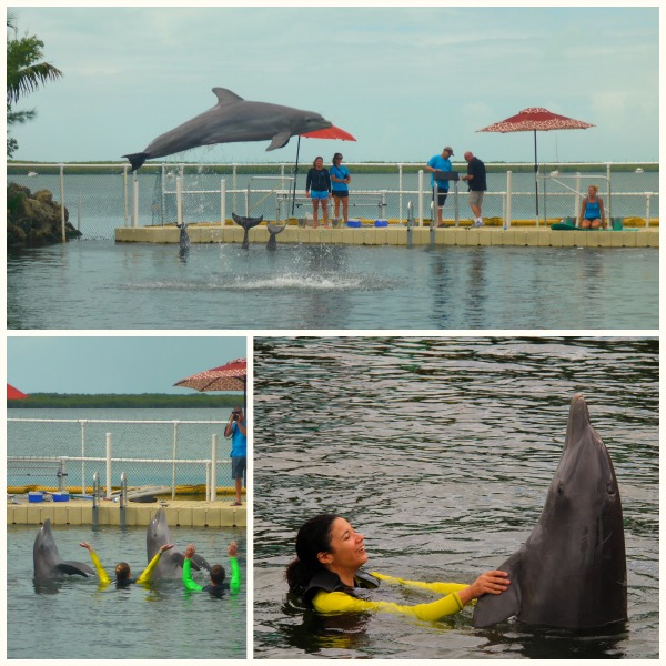 Dolphins Plus Key Largo Florida