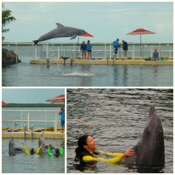 Dolphins Plus Key Largo Floride