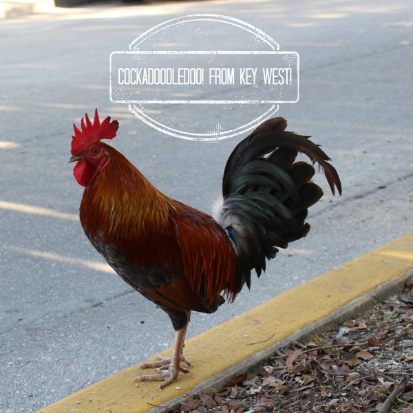 Key-West-Huhn