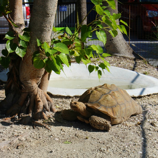 Ibis Bay Resort Key West Tortue