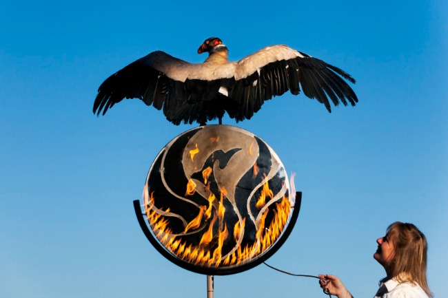 Falcon on ring of fire at The Phoenician Hotel in Phoenix Arizona Photo Credit - The Phoenician
