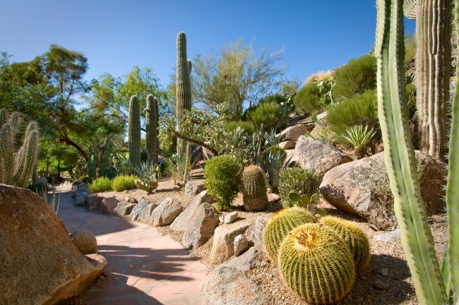 Jardín de cactus en The Phoenician Hotel en Phoenix, Arizona Crédito de la foto - The Phoenician