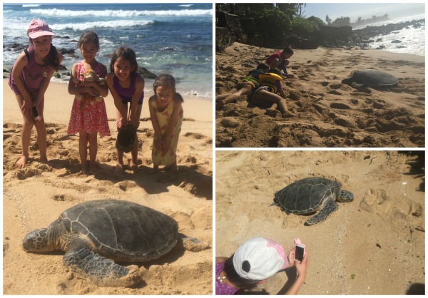 Big Family Big Fun! Things to do on oahu Sea Turtles