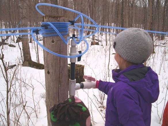 Not your old Maple Sugar Shack!  Blue maple sap lines