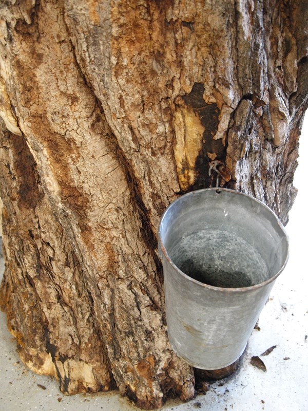 Not your old Maple Sugar Shack!  Maple sap bucket