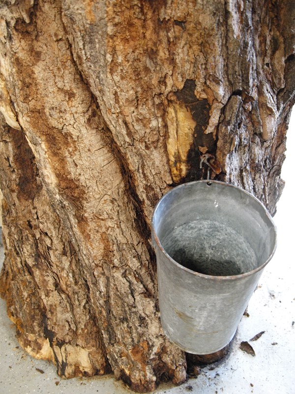 Nicht Ihre alte Maple Sugar Shack! Ahornsafteimer