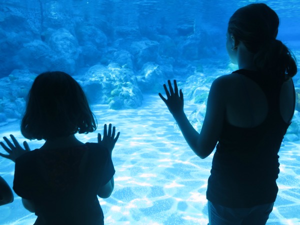 Orlando Water Parks - SeaWorld underwater tank 