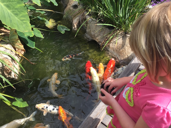 Hyatt Huntington Beach Koi Pond