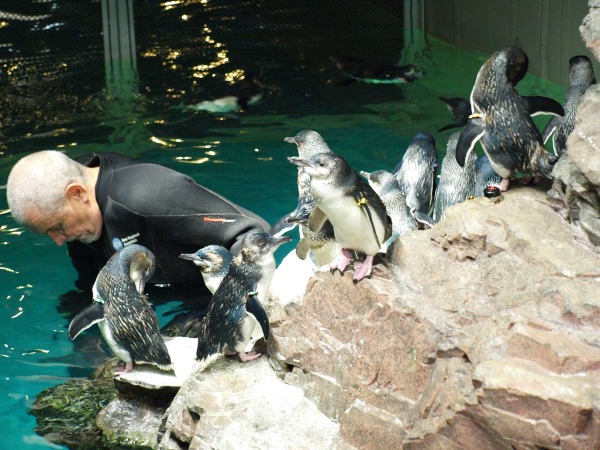 New-England-Aquarium-Boston-Penguins-보스턴에서 아이들과 함께 할 수 있는 것들