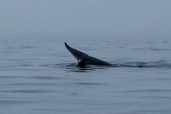 Fin Whale tail Helen Earley