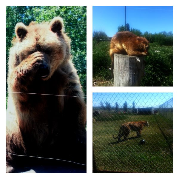 Family Fun in Red Deer- Discovery Wildlife Park in Innisfail