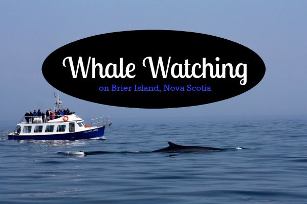 Наблюдение за китами на острове Брайер