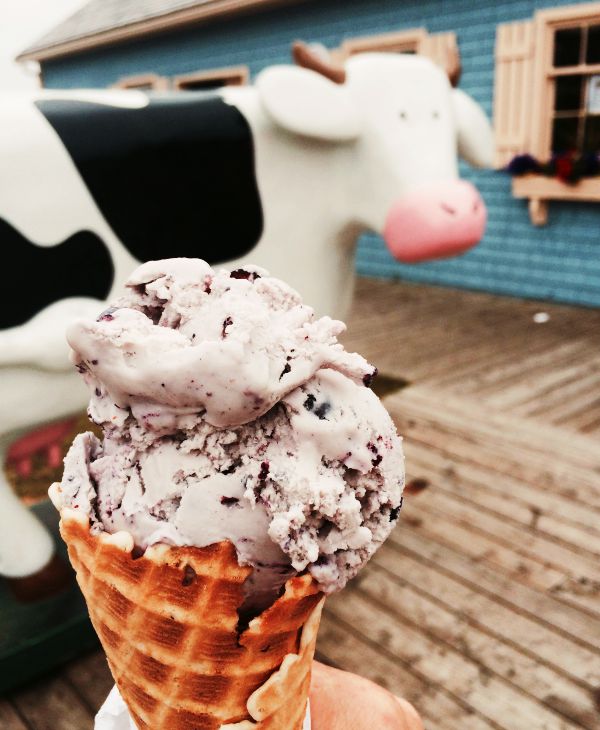 Que faire à l'Île-du-Prince-Édouard? Glace de vache