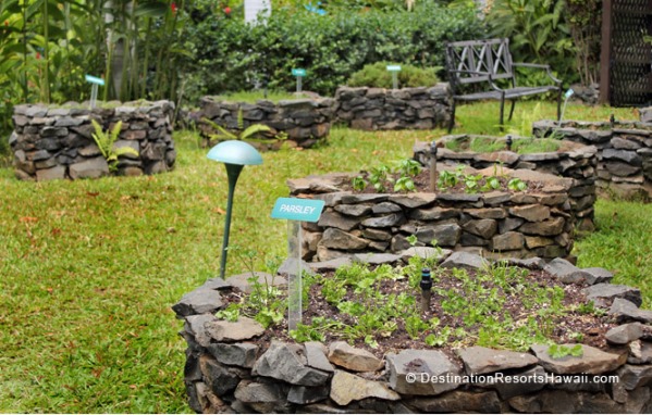 夏威夷世外桃源：Makena Surf Herb Garden