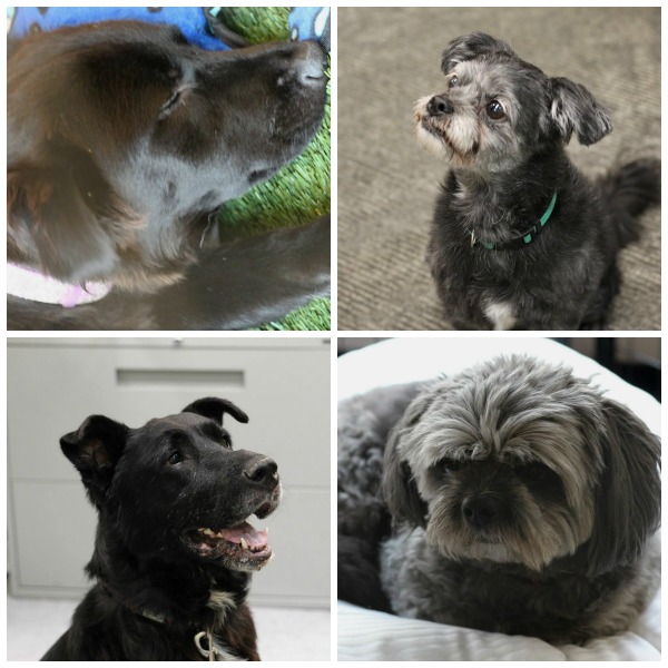These four loveable littles found their forever home via the foster dog adoption program at the Westin Edmonton