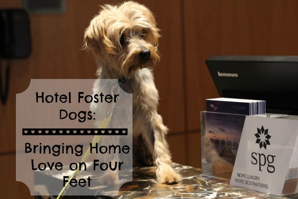 Hotel Foster Dogs