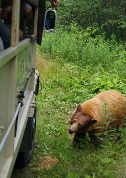 モンテベロ-ケベック-ケナウク-クマウォッチング-2