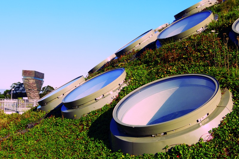 CAS 리빙 루프(CAS living Roof) 샌프란시스코 어린이를 위한 베스트 10 추천 상품