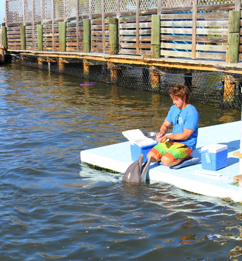 Dolphin Research Center Florida Keys Training - Attraktionen der mittleren Florida Keys