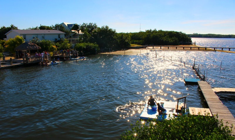 Dolphin Research Centre Florida Keys- Middle Florida Keys Attractions