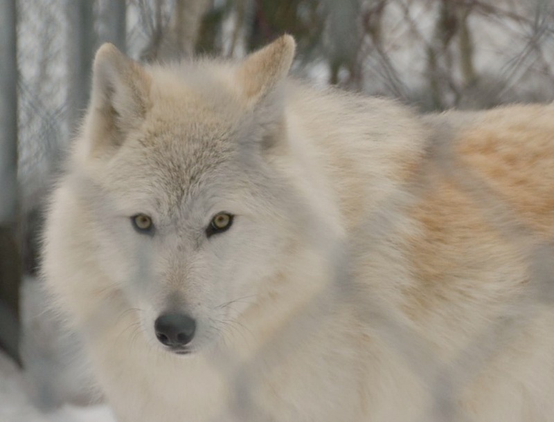 Northern Lights Wolf Center perto de Golden, BC