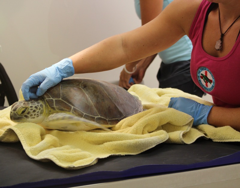 Sala de exámenes del Turtle Hospital - Atracciones en los Cayos de Florida Central