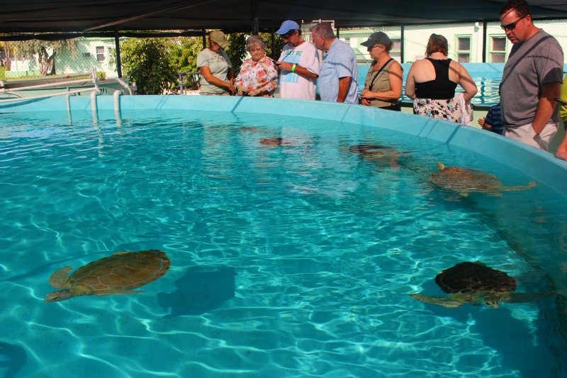 Piscine d'observation de l'hôpital Turtle - Attractions du centre des Keys de la Floride