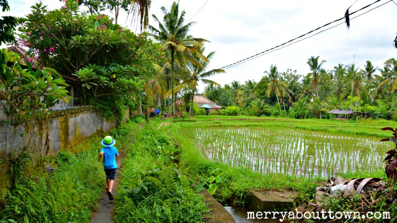 Exploring the Rice Paddies Outside Ubud