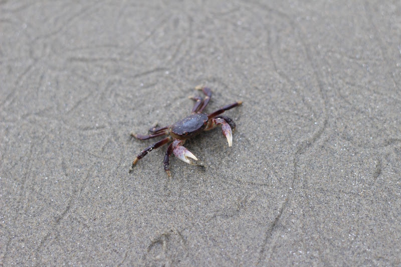 Crab on Chesterman Beach