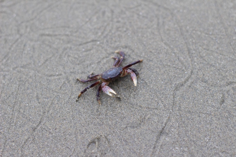 Crabe sur la plage de Chesterman