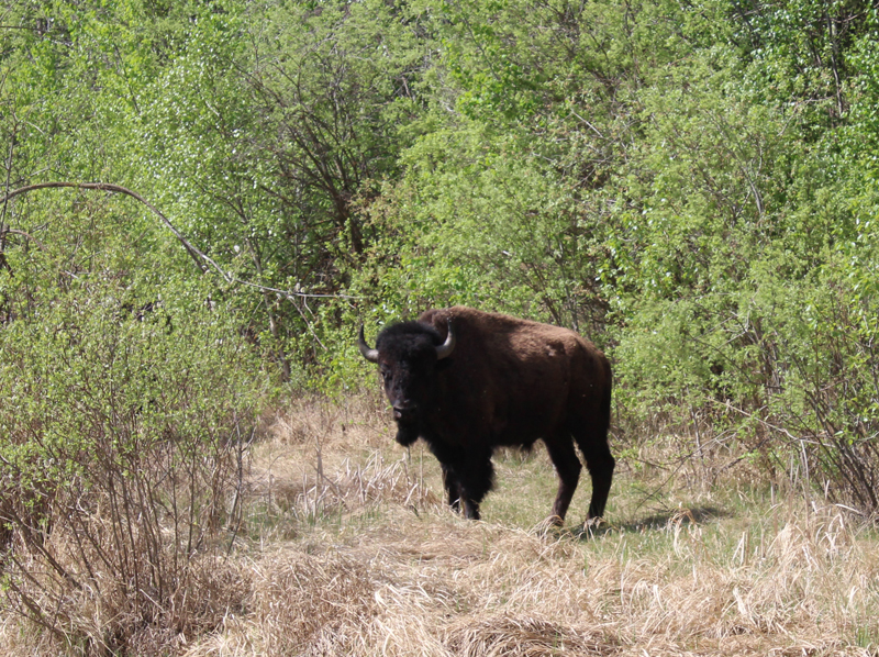 Explorez le parc national Elk Island en Alberta