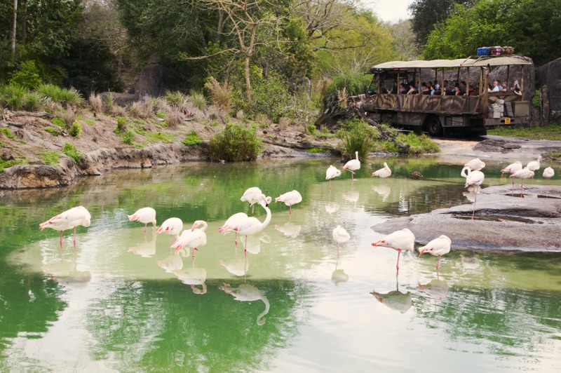 Disney World Kilimanjaro Safari - Birds and Bus