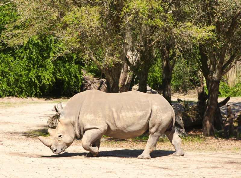 Disney World Kilimanjaro Safari-Rhino
