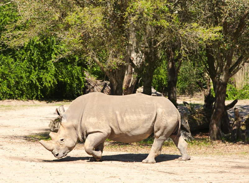 Disney World Kilimanjaro Safari-Rinoceronte