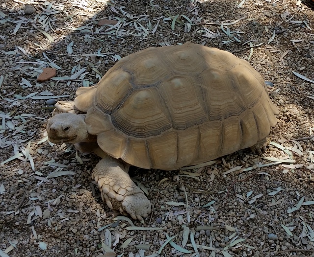 Cecil die Schildkröte im Fairmont Scottsdale Princess